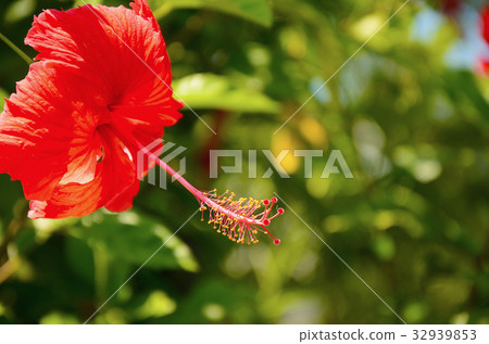 扶桑花,朱槿,公園,花園 扶桑花,朱槿,公園,花園 32939853