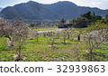 Plum blossoms 32939863