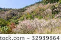 Plum blossoms 32939864
