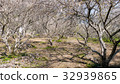 Plum tree 32939865