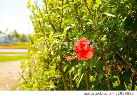 扶桑花,朱槿,公園,花園 扶桑花,朱槿,公園,花園 32939886