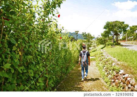 扶桑花,朱槿,公園,花園 32939892