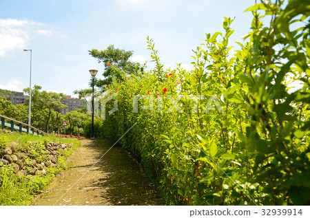 朱槿,公園,花園,扶桑花,小徑 32939914