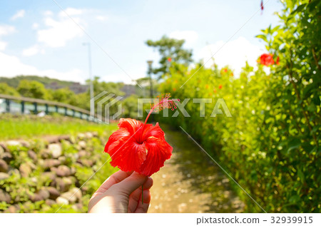 朱槿,公園,花園,扶桑花,小徑 32939915