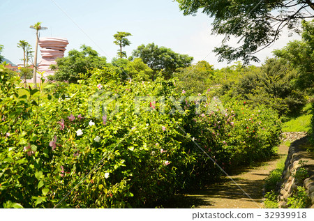 朱槿,公園,花園,扶桑花,小徑 朱槿,公園,花園,扶桑花,小徑 32939918