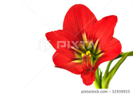 Hippeastrum johnsonii Bury beautiful flowe Hippeastrum johnsonii Bury beautiful flowe 32939933