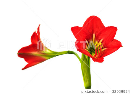Hippeastrum johnsonii Bury beautiful flowe 32939934