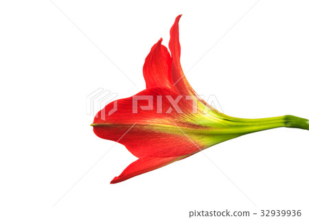 Hippeastrum johnsonii Bury beautiful flowe Hippeastrum johnsonii Bury beautiful flowe 32939936