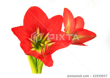 Hippeastrum johnsonii Bury beautiful flowe 32939937
