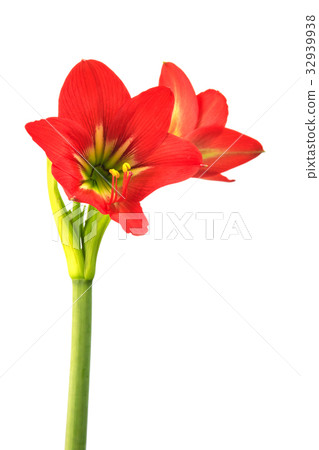 Hippeastrum johnsonii Bury beautiful flowe Hippeastrum johnsonii Bury beautiful flowe 32939938