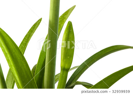 Bud of Hippeastrum johnsonii Bury flowers Bud of Hippeastrum johnsonii Bury flowers 32939939