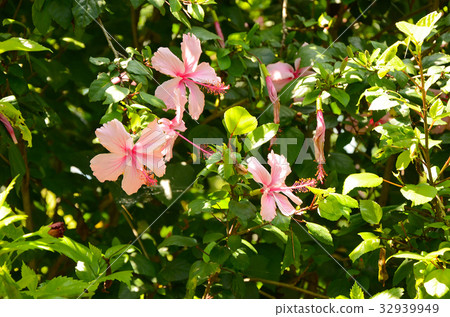 朱槿,扶桑花,公園,花園 朱槿,扶桑花,公園,花園 32939949