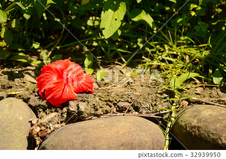 朱槿,扶桑花,公園,花園 朱槿,扶桑花,公園,花園 32939950
