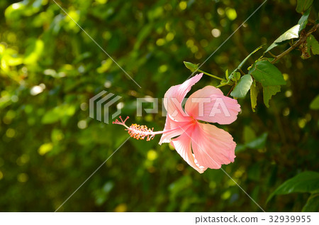 朱槿,扶桑花,公園,花園 32939955