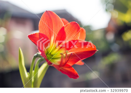 Hippeastrum johnsonii Bury beautiful flower Hippeastrum johnsonii Bury beautiful flower 32939970