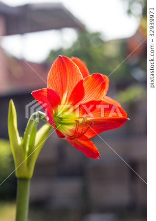 Hippeastrum johnsonii Bury beautiful flower Hippeastrum johnsonii Bury beautiful flower 32939971