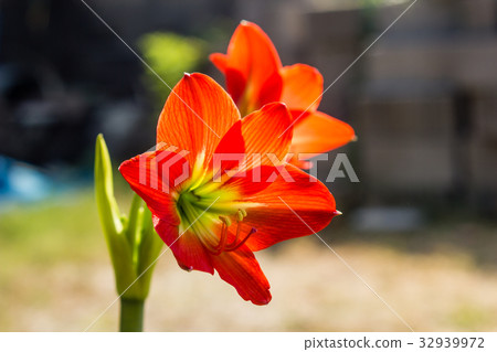 Hippeastrum johnsonii Bury beautiful flower Hippeastrum johnsonii Bury beautiful flower 32939972