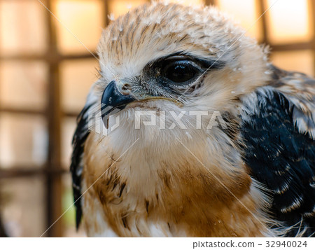 Portrait of falcon bird Portrait of falcon bird 32940024