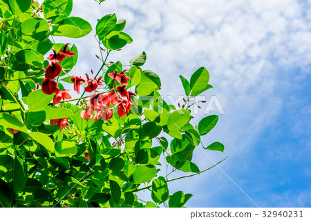 [神奈川縣]自然圖像 32940231