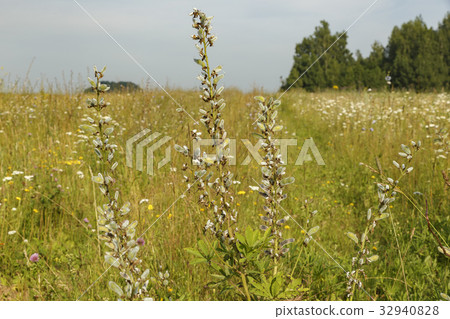 Vicia cracca 32940828