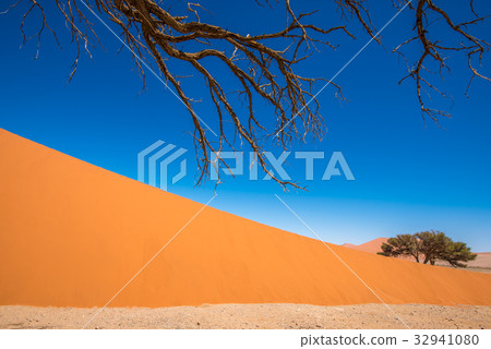 Dead Camelthorn Trees in Sossusvlei, Namiba 32941080