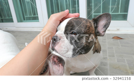 man gropes a dog man gropes a dog 32941158