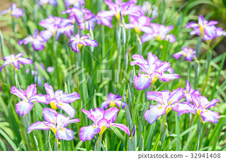 鳶尾花 鳶尾花 32941408