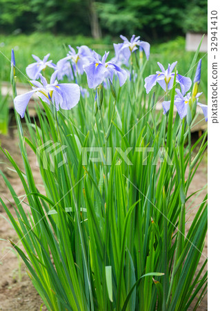 鳶尾花 32941410
