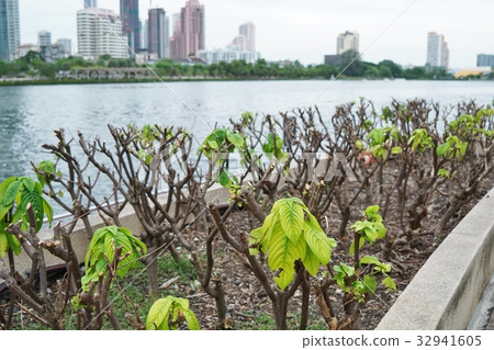 Mussaenda (Queen Sirikit) 32941605