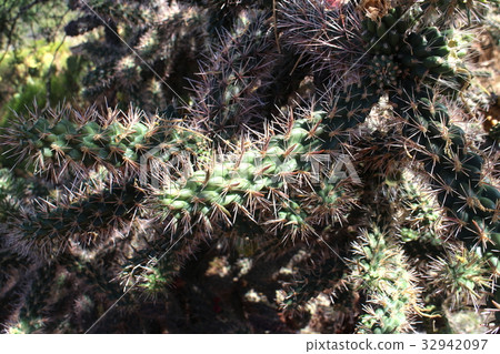 Sedona Cactus, USA 32942097
