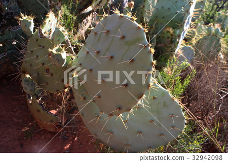 Sedona Cactus, USA Sedona Cactus, USA 32942098