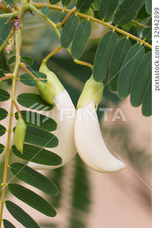 White agasta flower on tree. 32942899