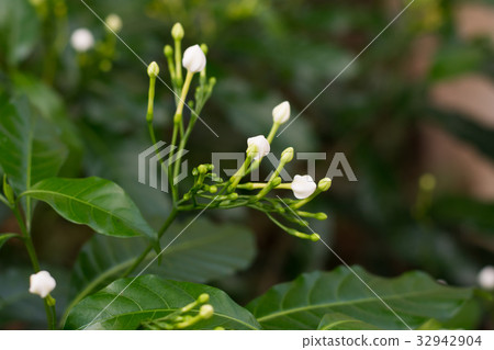flower buds of Gerdenia Cape Jasmine.. flower buds of Gerdenia Cape Jasmine.. 32942904