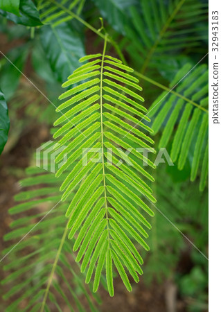 Acacia Pennata leaf closeup 32943183