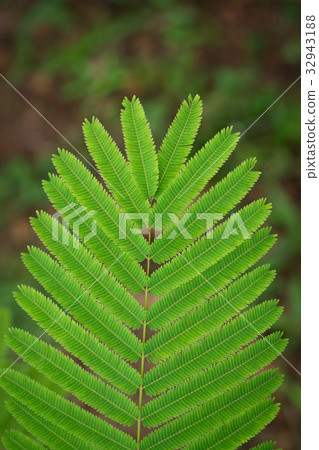 Acacia Pennata leaf closeup 32943188