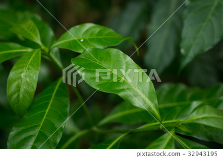 Ervatamia leaf Ervatamia leaf 32943195