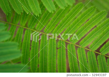 Acacia Pennata leaf closeup 32943197