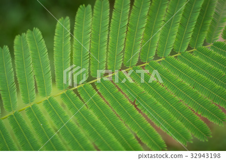 Acacia Pennata leaf closeup 32943198