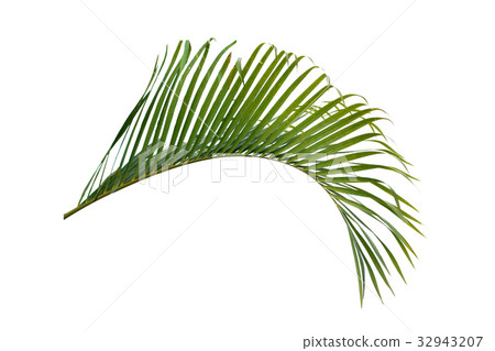 Green leaf of palm tree isolated on white 32943207