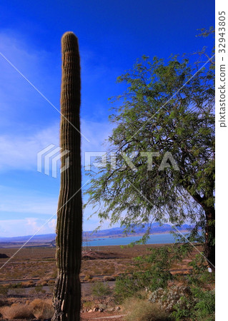 Cactus in the Lake Mead Visitor Center near Las Vegas, Nevada, USA 32943805