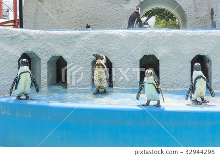 Cape Penguin 32944298