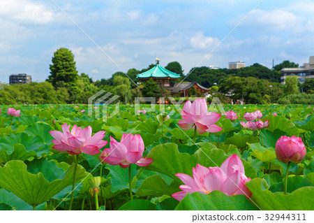 上野公园shinobu池塘莲花 图库照片