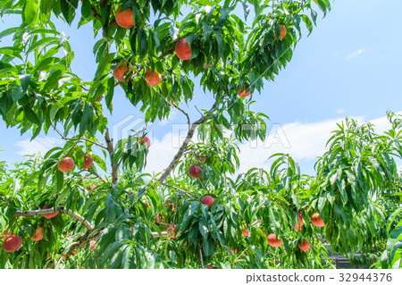 peach, orchard, fruit 32944376