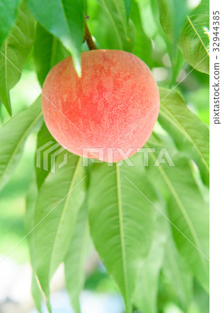 peach, fruit, fruits 32944385