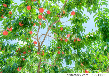peach, fruit, fruits 32944398