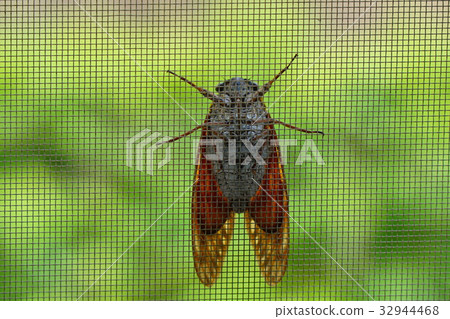 The fence of the screen door The fence of the screen door 32944468