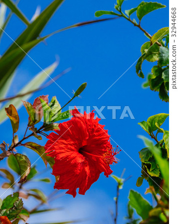 Hibiscus 32944668
