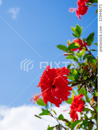 Hibiscus 32944673