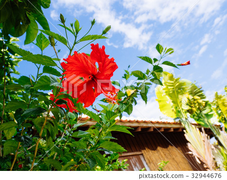 Hibiscus 32944676