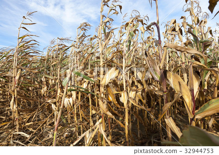 dry corn stalks 32944753